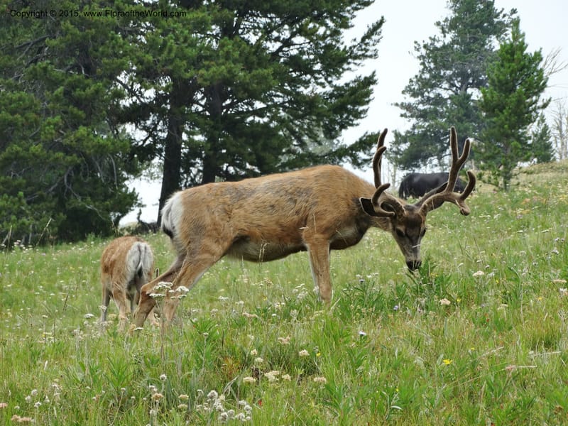 ID. Idaho Co. Seven Devils Campground. 11 Aug 2014. DSC00412 (5).JPG