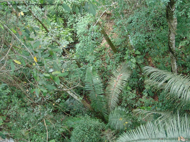 Canopy Walk--Peru. Edo. Madre de Dios. Reserva Amazonica. 16 Oct 05. 159.jpg
