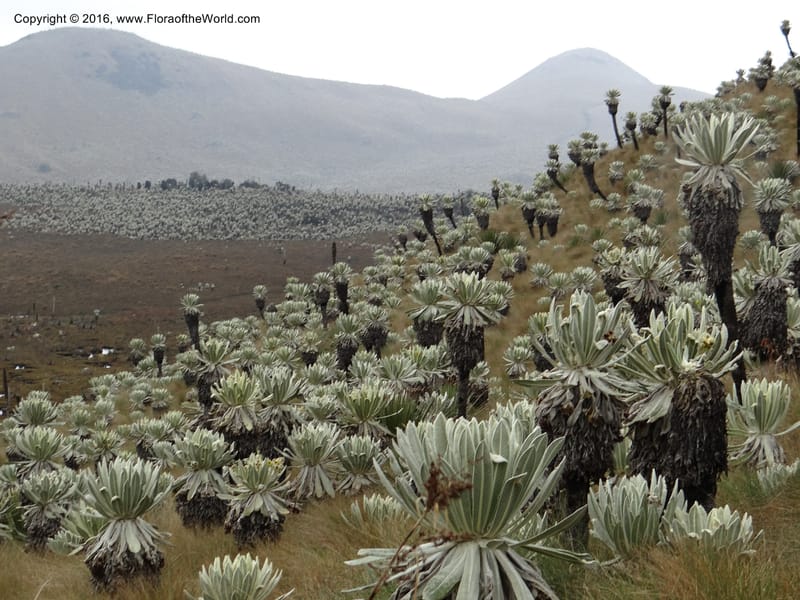 Ecuador. Carchi. Paramo El Angel. 5 Oct 22012. DSC06999 (137).JPG