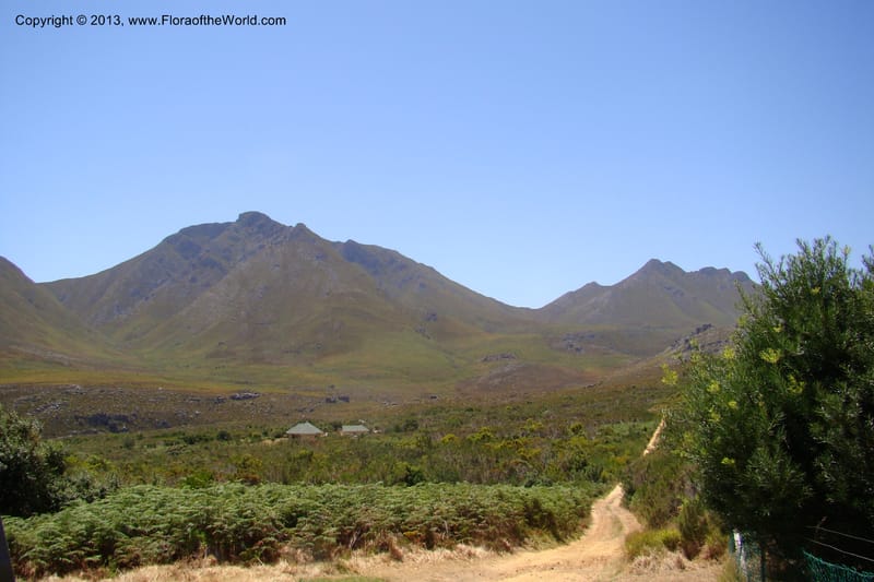 South Africa. Cape Prov. Kogelberg Nat. Res. 20 Jan 09. 023.jpg