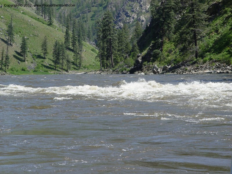 ID. Idaho Co. Salmon R. Polly Bemis Ranch. 7 May 04. 016.jpg
