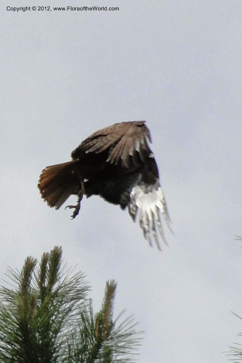 Buteo jamaicensis, red-tailed hawk--Idaho. Adams Co. Fish Lake Rd. 10 July 2011. 069 (4).jpg