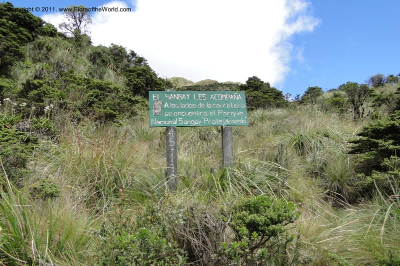 Ecuador. P. N. Sangay. 6 June 2011. 326.jpg