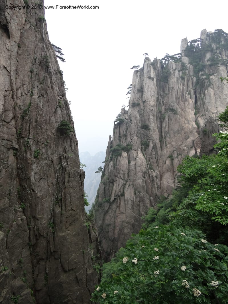 China. Anhui Prov. Huang Shan. 8 Jun 2012. DSC02431 (209).JPG