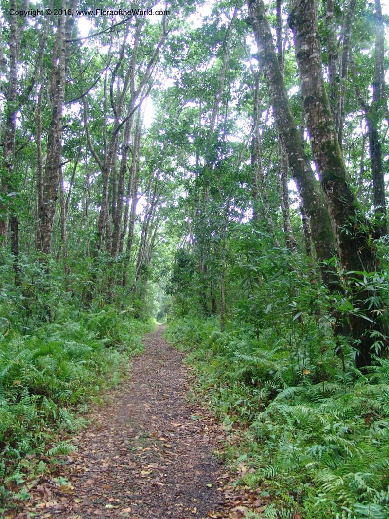 Tanzania. Zanzibar. Jozani Forest. 17 Jul 04. 102.jpg