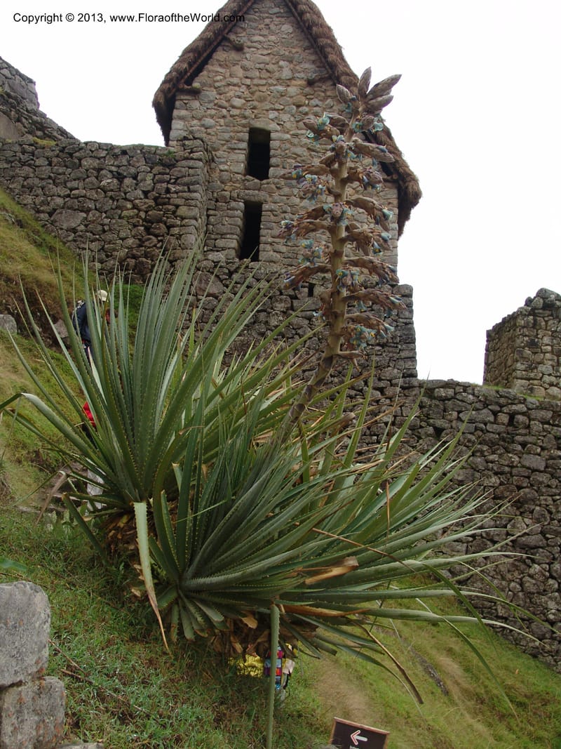 Puya--Peru. Macchu Pichu. 23 Oct 07. 225.jpg