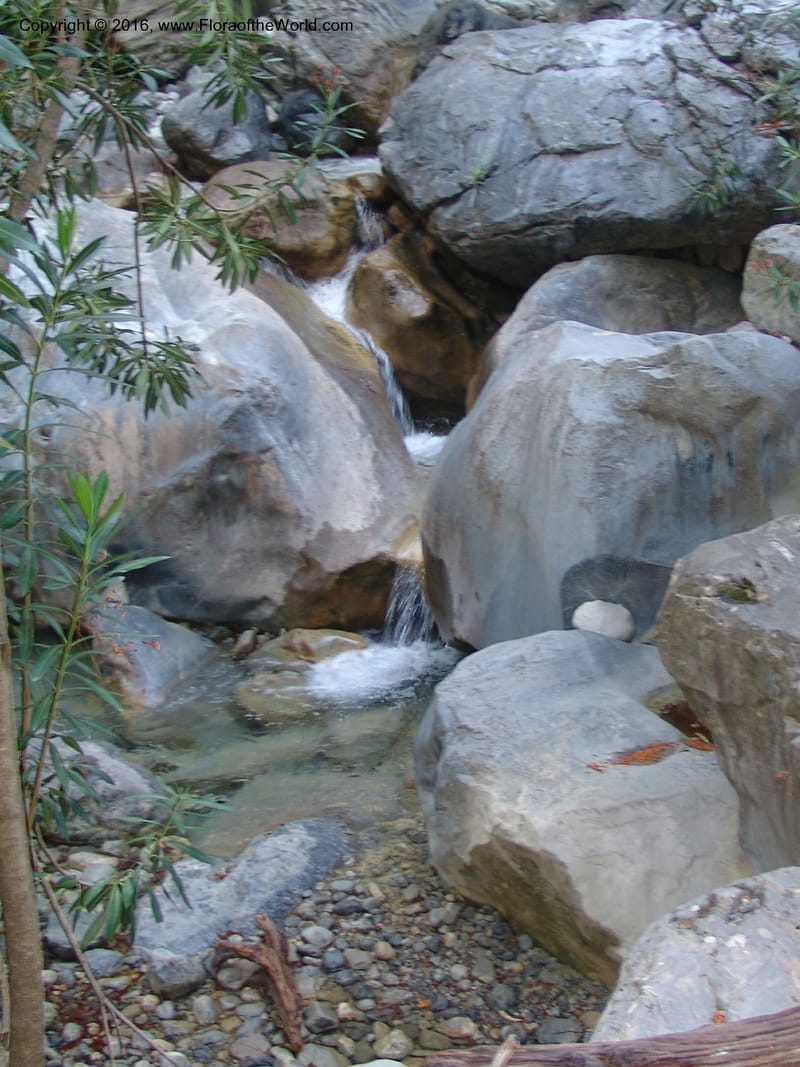 Crete. Samaria Gorge. 27 May 05. 086.jpg