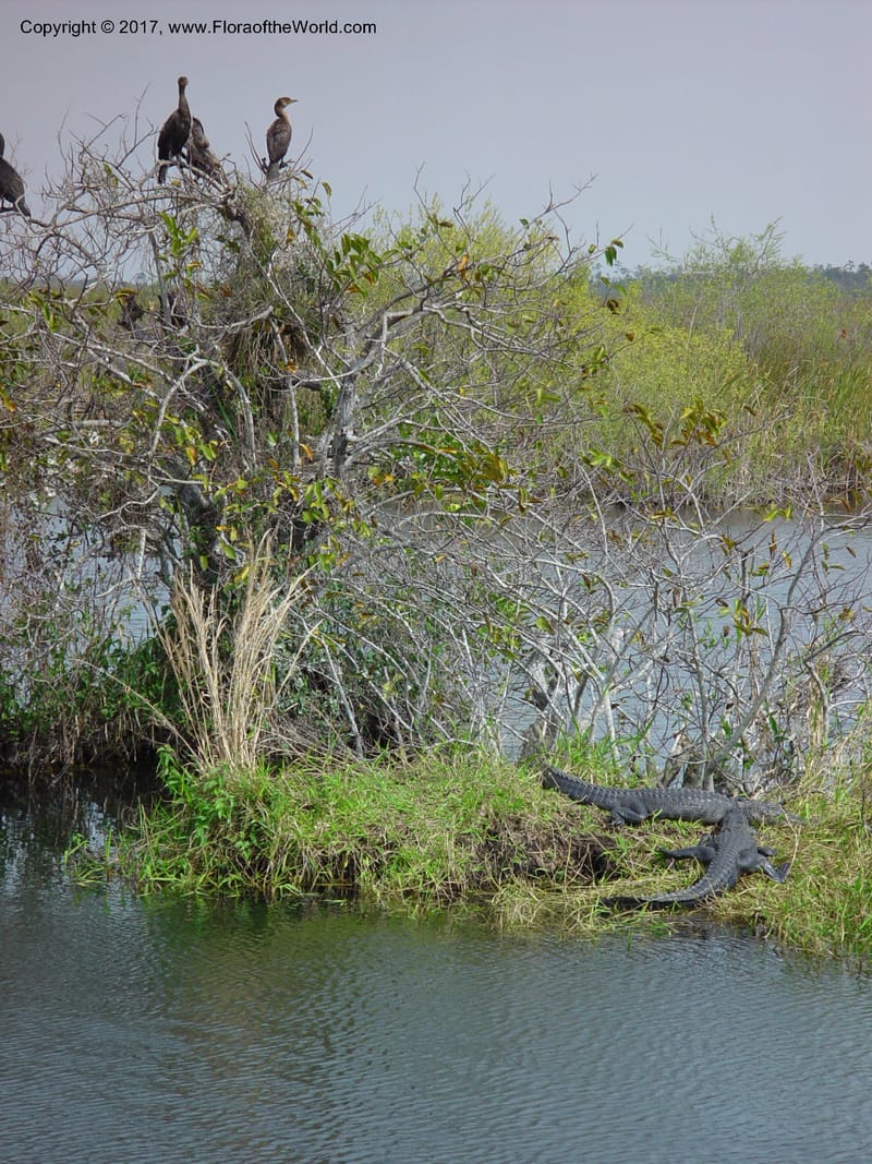 FL. Everglades Nat. Pk. Royal Palm Vis. Ctr. 15 Jan 03. 029.jpg