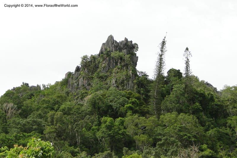 New Caledonia. Aoupinie. 17 Feb 2011. 096.jpg