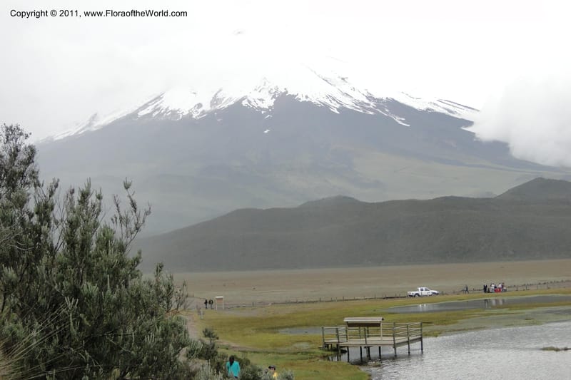Ecuador. P. N. Cotopaxi. 3 Jun 2011. 146.jpg