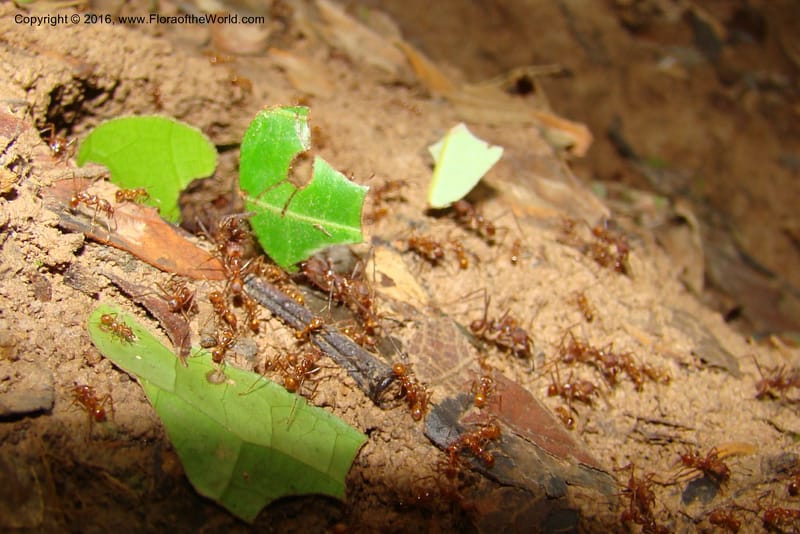 Leaf cutter ants--Peru. Loreto. Dto.Parinari. Qbda Parinari. R.Samiria. 17 Nov 08. 267.jpg