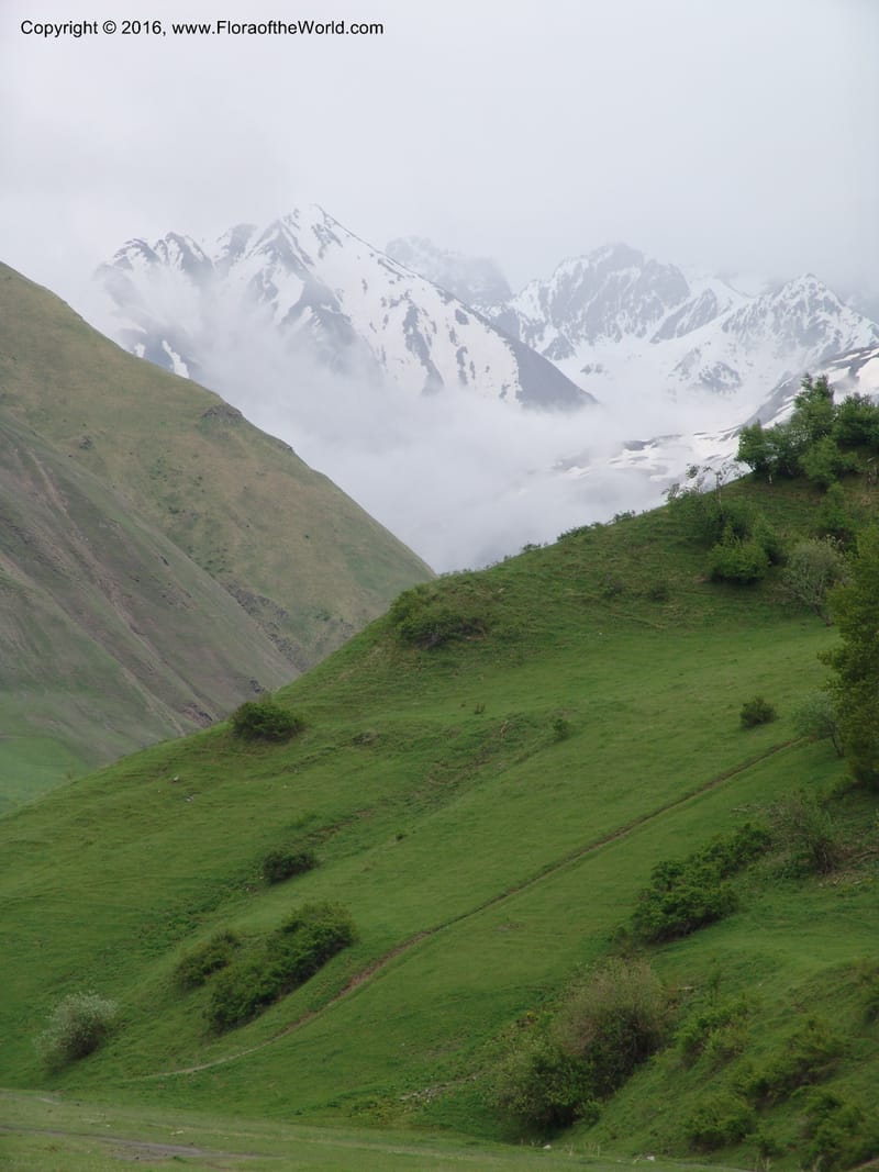 Georgia. Kazbegi region. E of Sno village. 3 Jun 05. 106.jpg