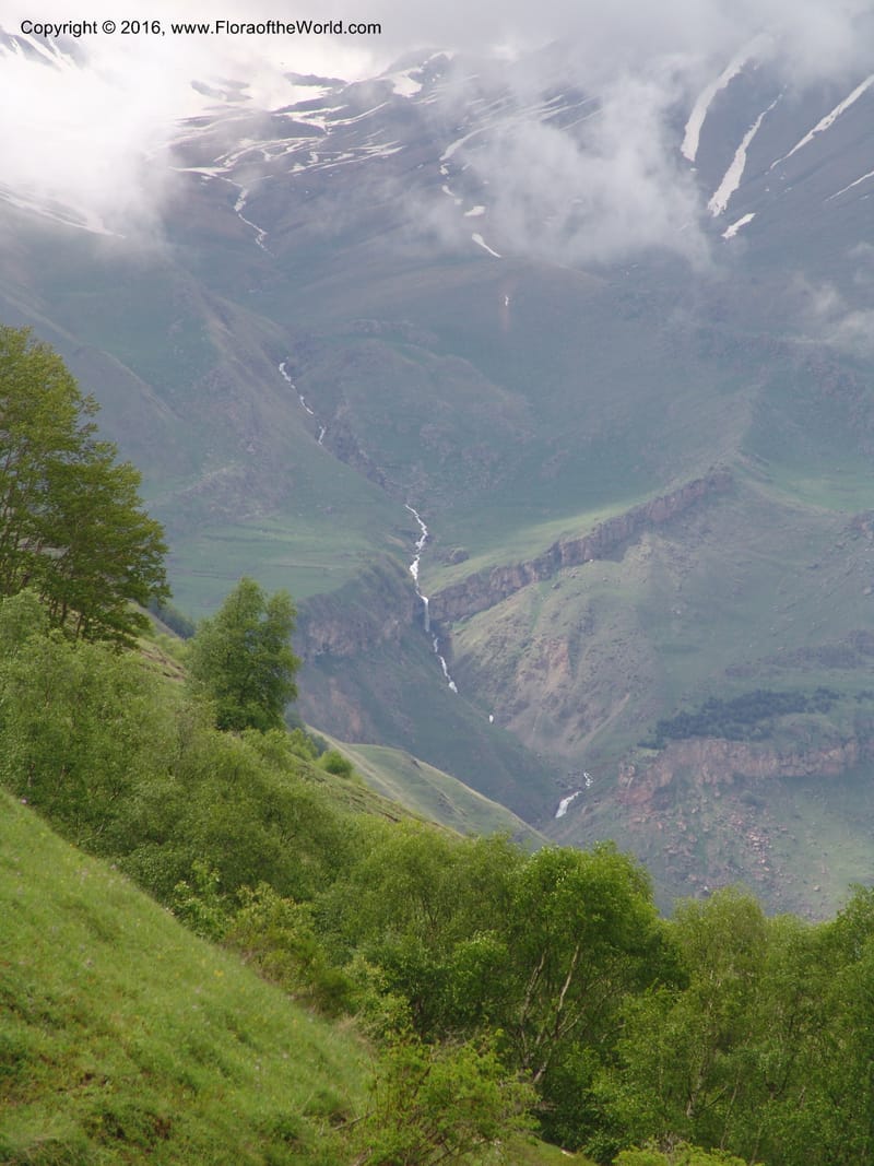 Georgia. Kazbegi region. N slope-pasture, E of Sno. 3 Jun 05. 063.jpg