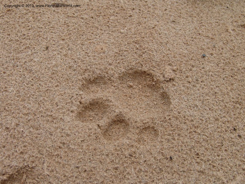 Ocelot track, --Bolivia. Pq. Nal. Madidi. Rio Yariapo, 4 km E of Chalalan. 25 Sep 06. 073.jpg