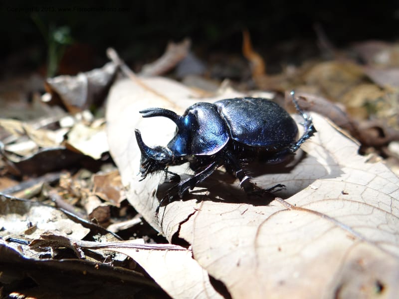 Thailand. Chiang Mai Prov. Doi Inthanon Nat. Park. 8 Nov 2012. DSC07747 (21).JPG