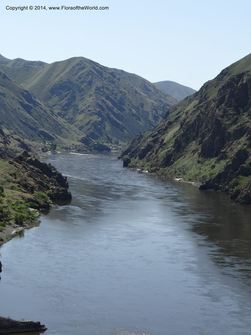 Idaho. Nez Perce Co. Snake R., Lime Point. 8 May 2013. DSC04048 (43).JPG