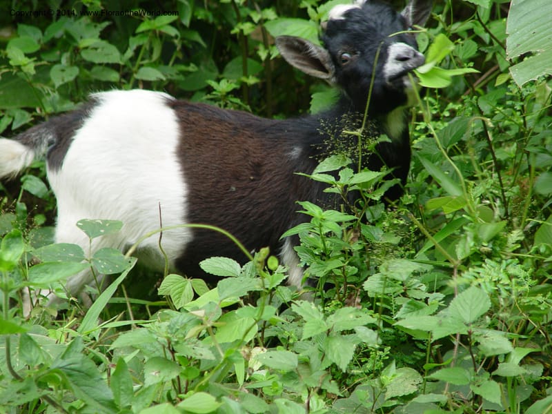 Goat--Cameroon. Mt. Cameroon. 6 Dec 03. 126.jpg