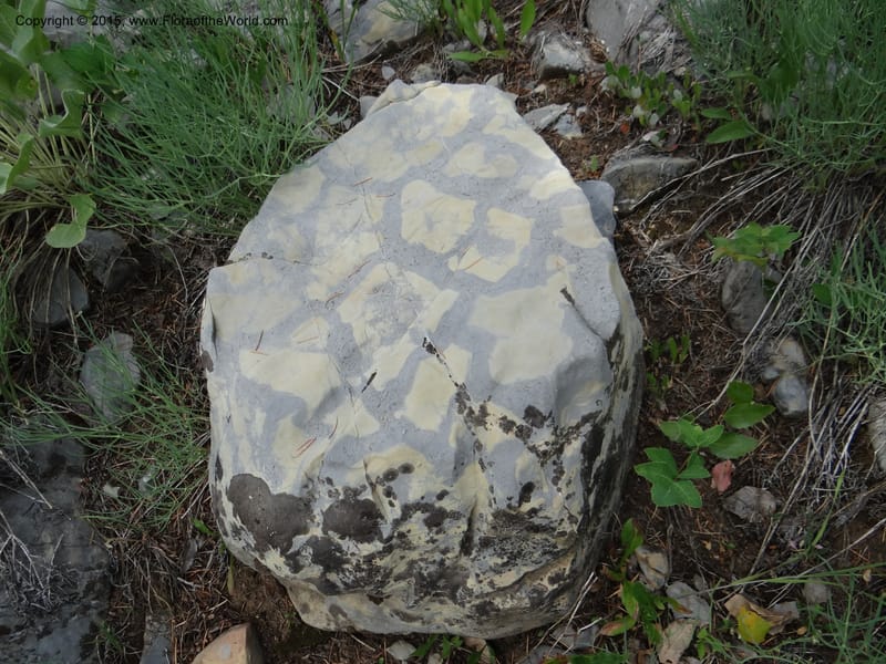 ID. Bear Lake Co. Mt. Sherman. 13 Jul 2012. DSC03473 (122).JPG