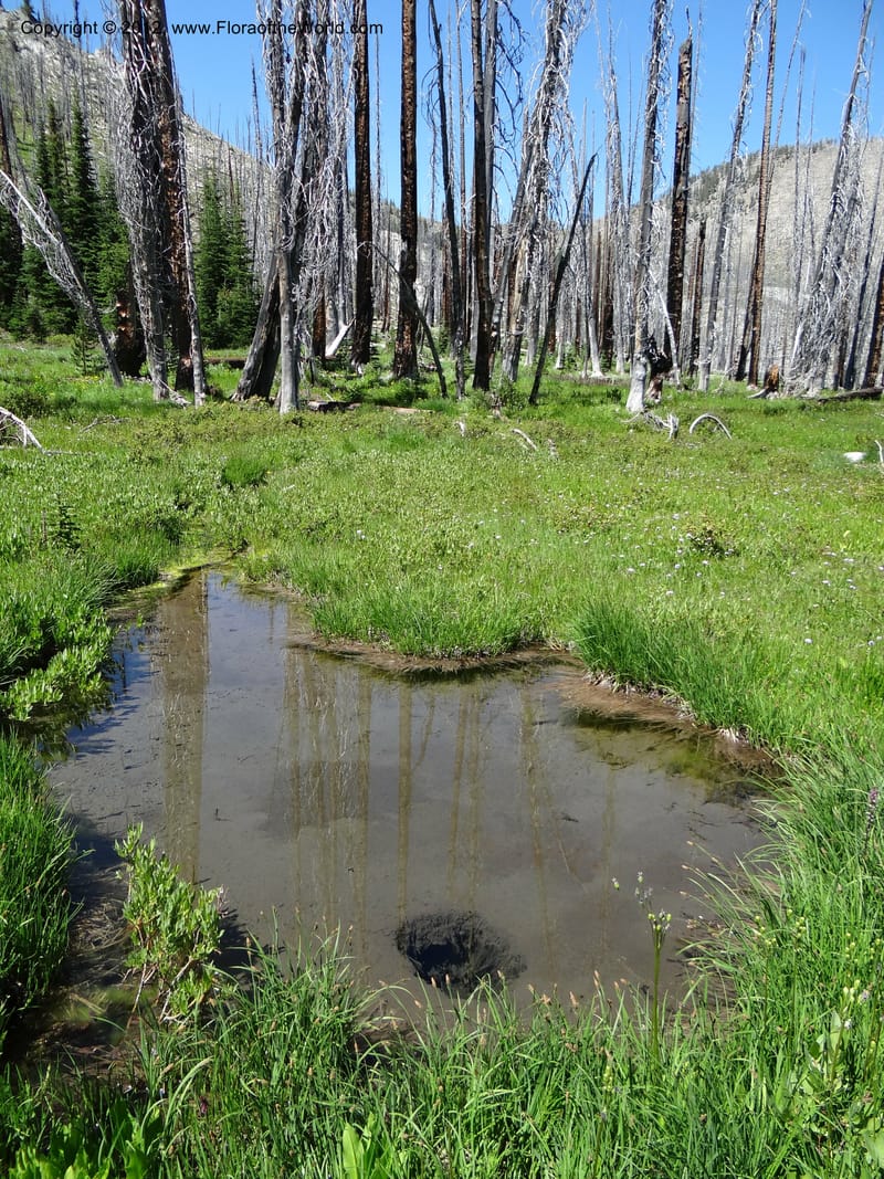 ID. Idaho Co. Josephine Lake. 1 Aug 2012. DSC03965 (134).JPG
