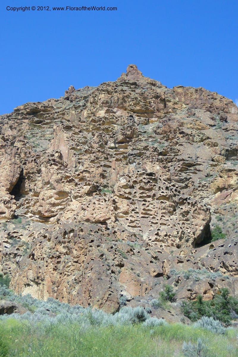 Oregon. Malheur Co. Leslie Gulch. 30 June 2011. 296.jpg