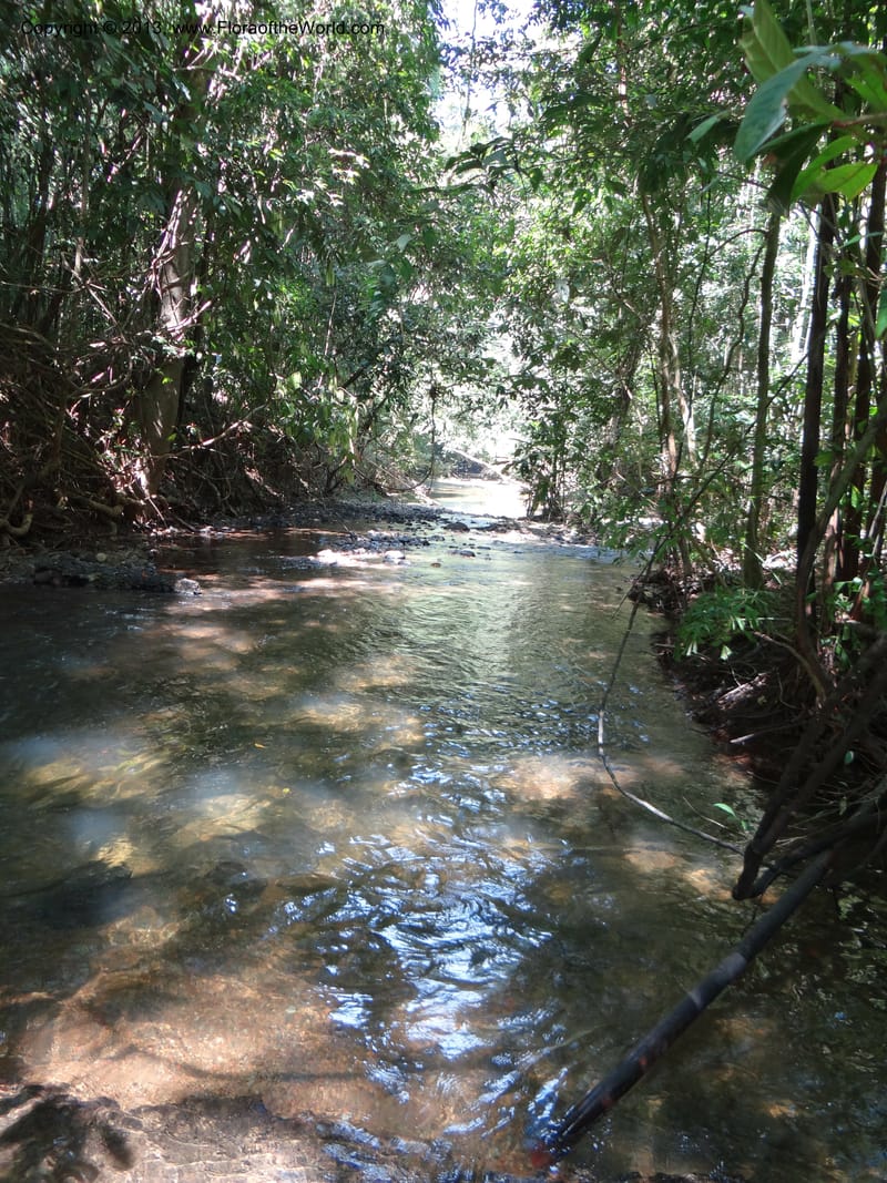 Thailand. Ranong Prov. Klong Naka Wildlife Sanctuary. 14 Nov 2012. DSC09055 (171).JPG