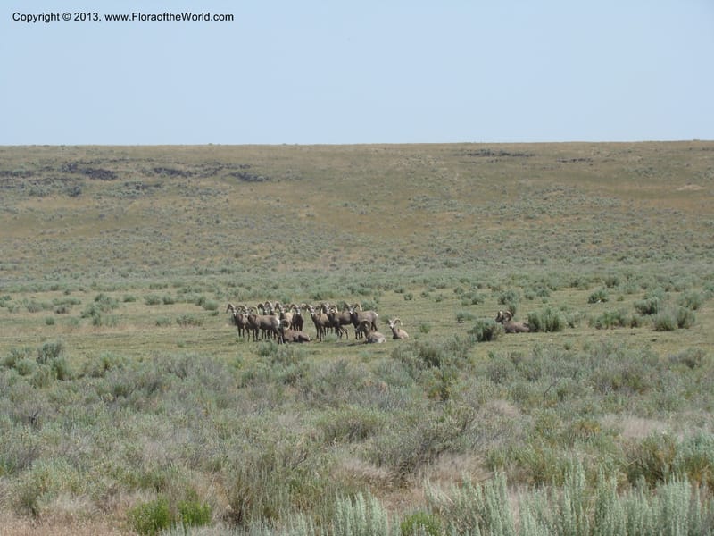 OR. Malheur Co. Rd to Three Forks. 16 Jul 08. 007.jpg