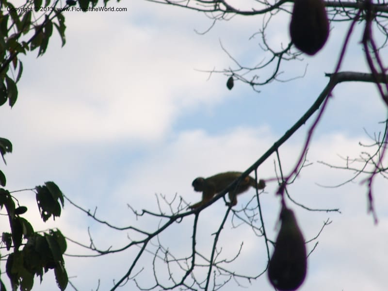 Monkeys--Bolivia.  Pq. Nal. Madidi. Rio Yariapo, 4 km E of 25 Sep 06. 589.jpg