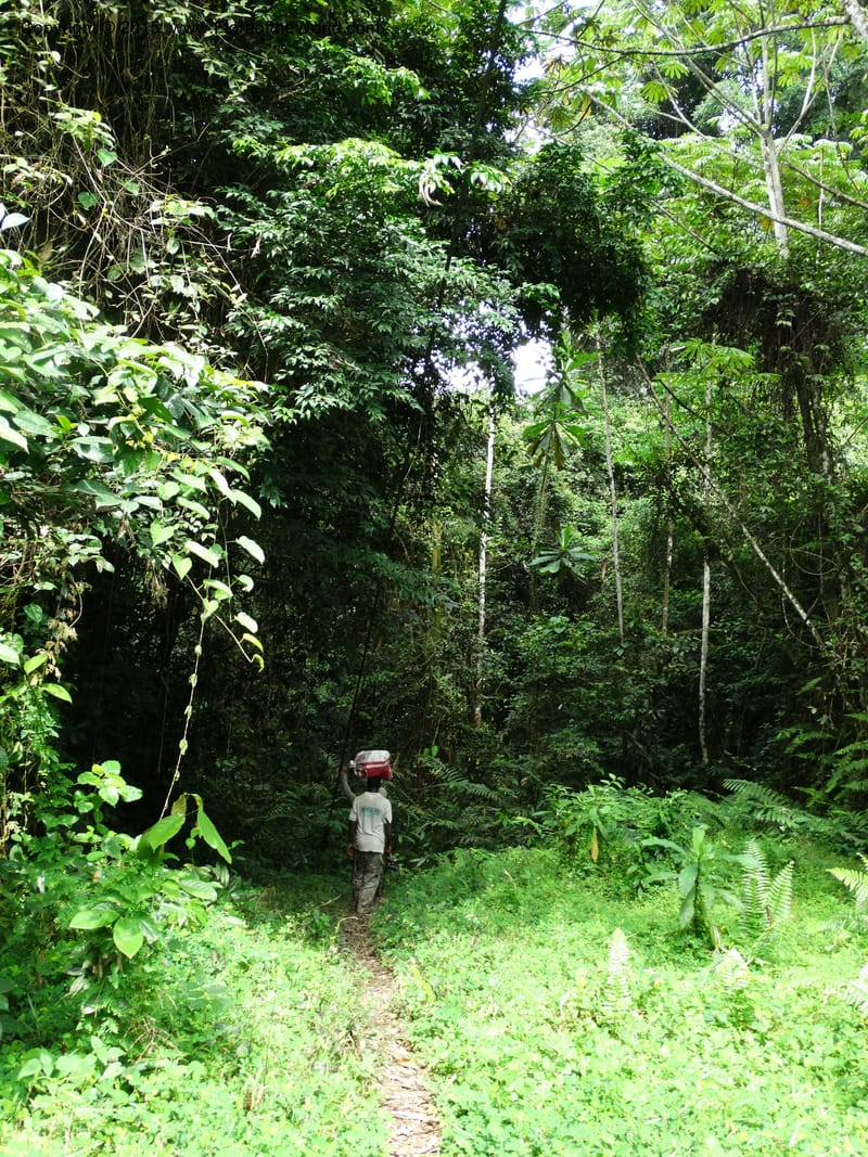 Cameroon. Korup Nat. Park. 22 Mar 2014. DSC03203 (19).JPG