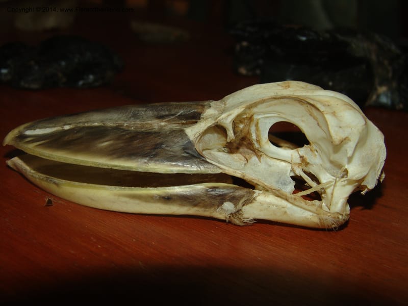 Potoo, Peru. Edo. Madre de Dios. ACEER Res. Ctr. 23 Oct 05. 016 (1).jpg