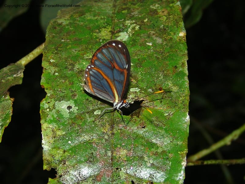 Ecuador. Prov. Pichincha. Res. Guaycuyacu. 10 Feb 05. 135.jpg