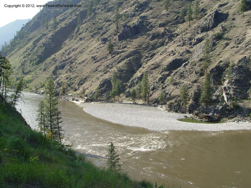 ID. Idaho Co. Salmon R. Polly Bemis Ranch. 7 May 04. 123.jpg