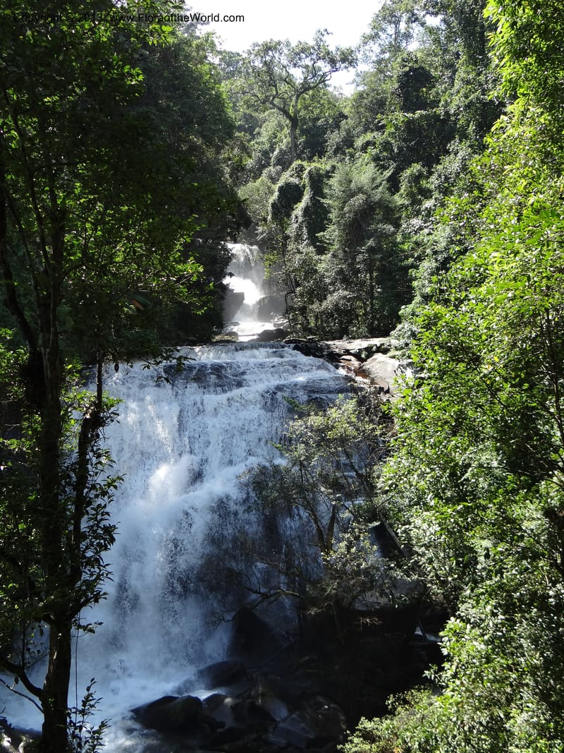 Thailand. Chiang Mai Prov. Doi Inthanon Nat. Park. 9 Nov 2012. DSC08345 (40).JPG