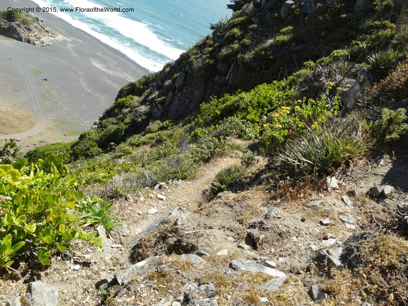 Chile. Coastal rd S of Constitucion. 25 Nov 2014. DSC08074 (156).JPG