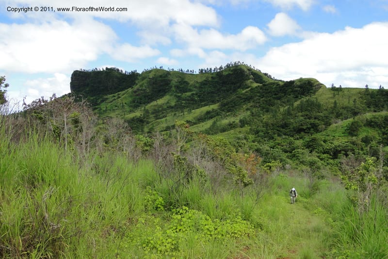 Fiji. Abaca Village. 11 Feb 2011. 005.jpg