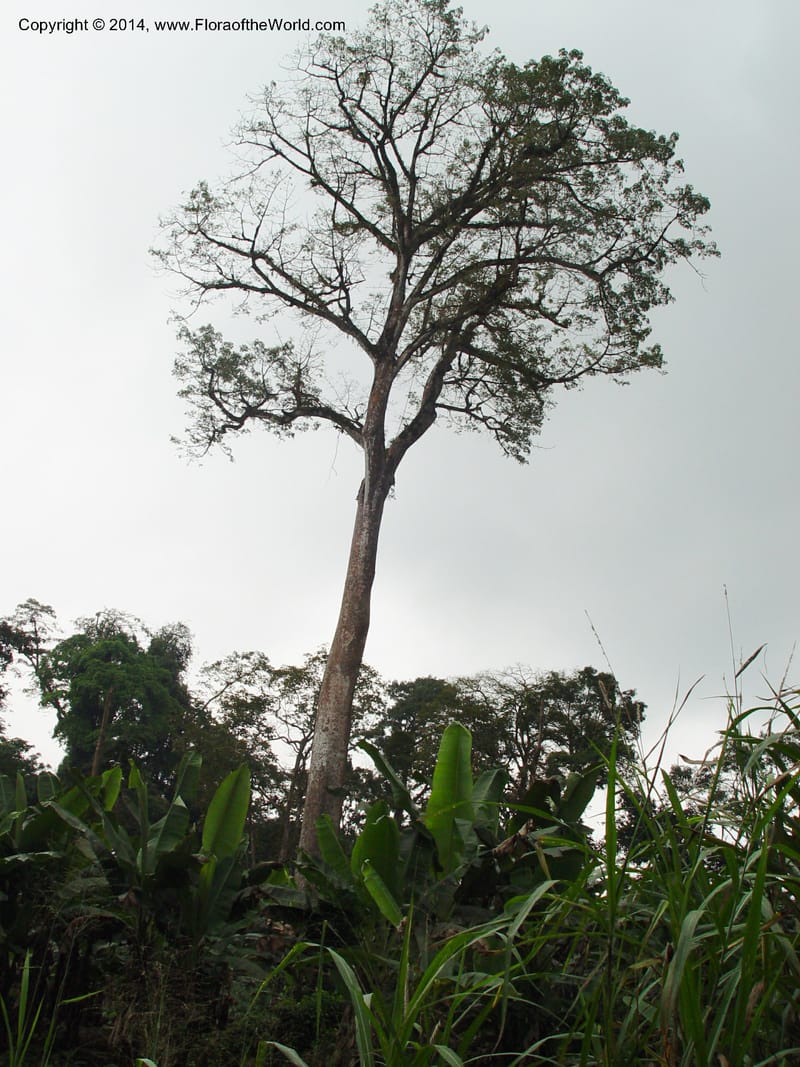 Cameroon. Mt. Cameroon. 6 Dec 03. 138.jpg