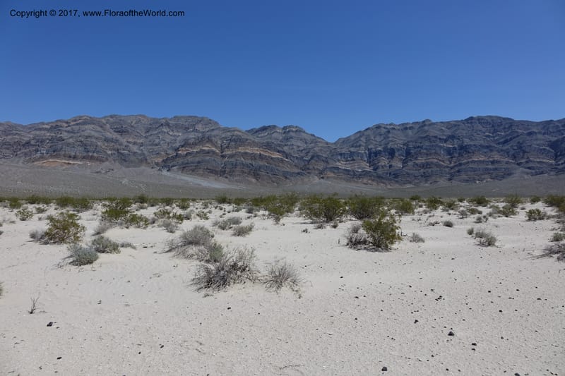 California. Inyo Co. Eureka Dune. 16 Apr 2016. DSC00110 (55).JPG