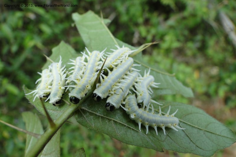Caterpillars on W. D. Stevens 30953--Paraguay. Edo. Guaira. Res. Ybytyruzu. 10 Mar 2011. 408 (2).jpg