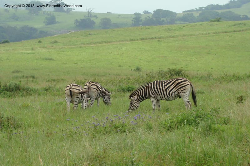 Zebras--South Africa. KwaZulu-Natal. Vernon Crookes Nat. Res. 25 Jan 09. 187.jpg