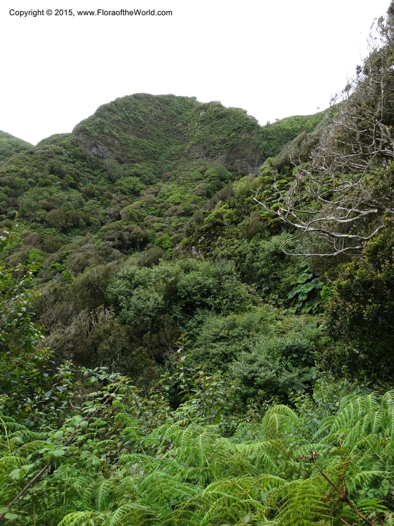 Chile. Juan Fernandez. Mirador Selkirk. 23 Feb 2015. DSC09106 (177).JPG