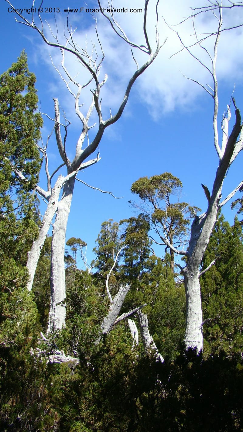 Tasmania. Mt. Field N. P. Near Lake Dobson. 29 Jan 2010. 007.jpg