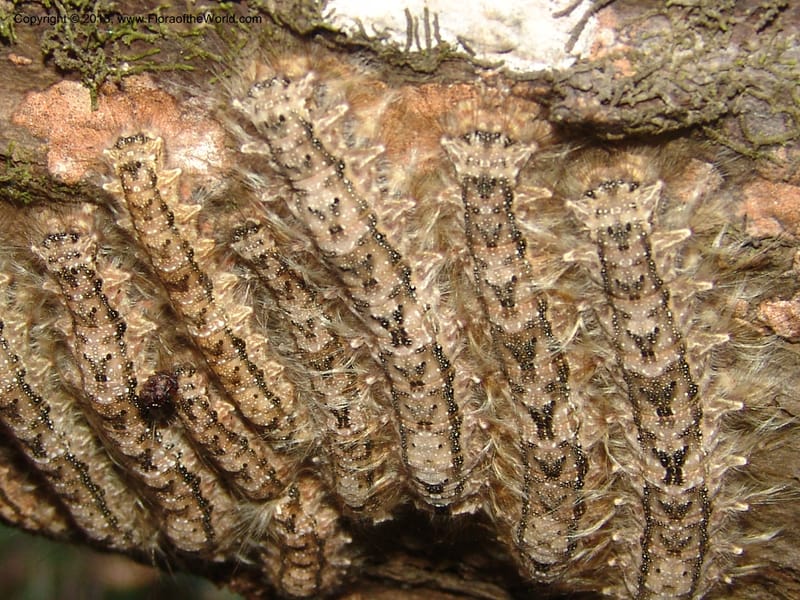 Caterpillars--Bolivia.  Pq. Nal. Madidi. Margin, Laguna Chalalan. 23 Sep 06. 218.jpg