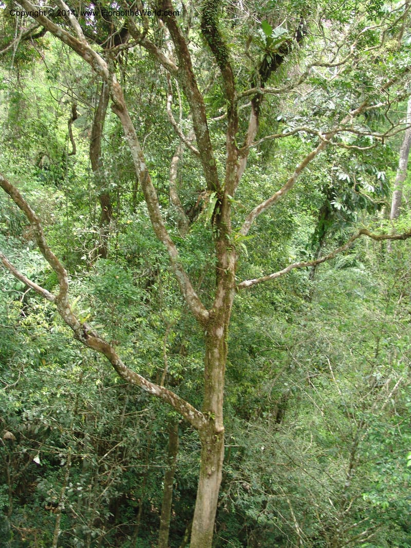 Canopy Walk--Peru. Edo. Madre de Dios. Reserva Amazonica. 16 Oct 05. 172.jpg