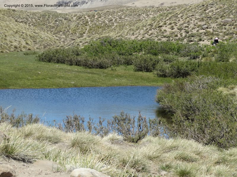 Chile. Ruta 115, to Laguna del Maule. 24 Nov 2014. DSC07486 (452).JPG