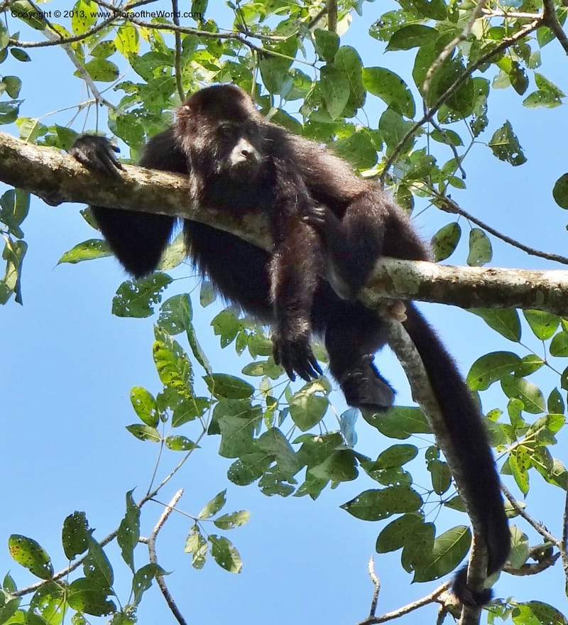 Howler monkey, Bujlam-Pakal--Mexico, Chiapas, Palenque 16 Feb 2012  3097 (1).JPG