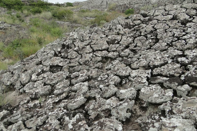 Paraguay. Edo. Cordillera. Tobati. 23 Mar 2011. 126.jpg