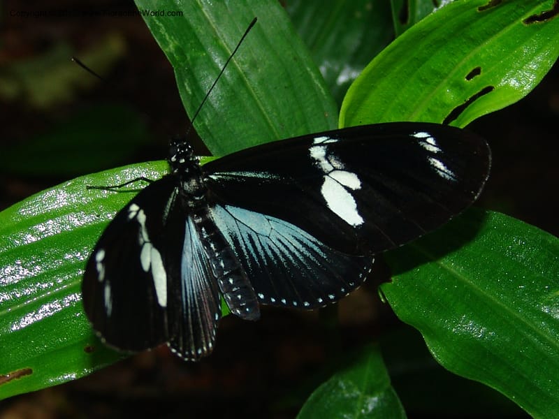 Heliconius--Ecuador. Prov. Pichincha. Reserva Guaycuyacu. 11 Feb 05.  043.jpg