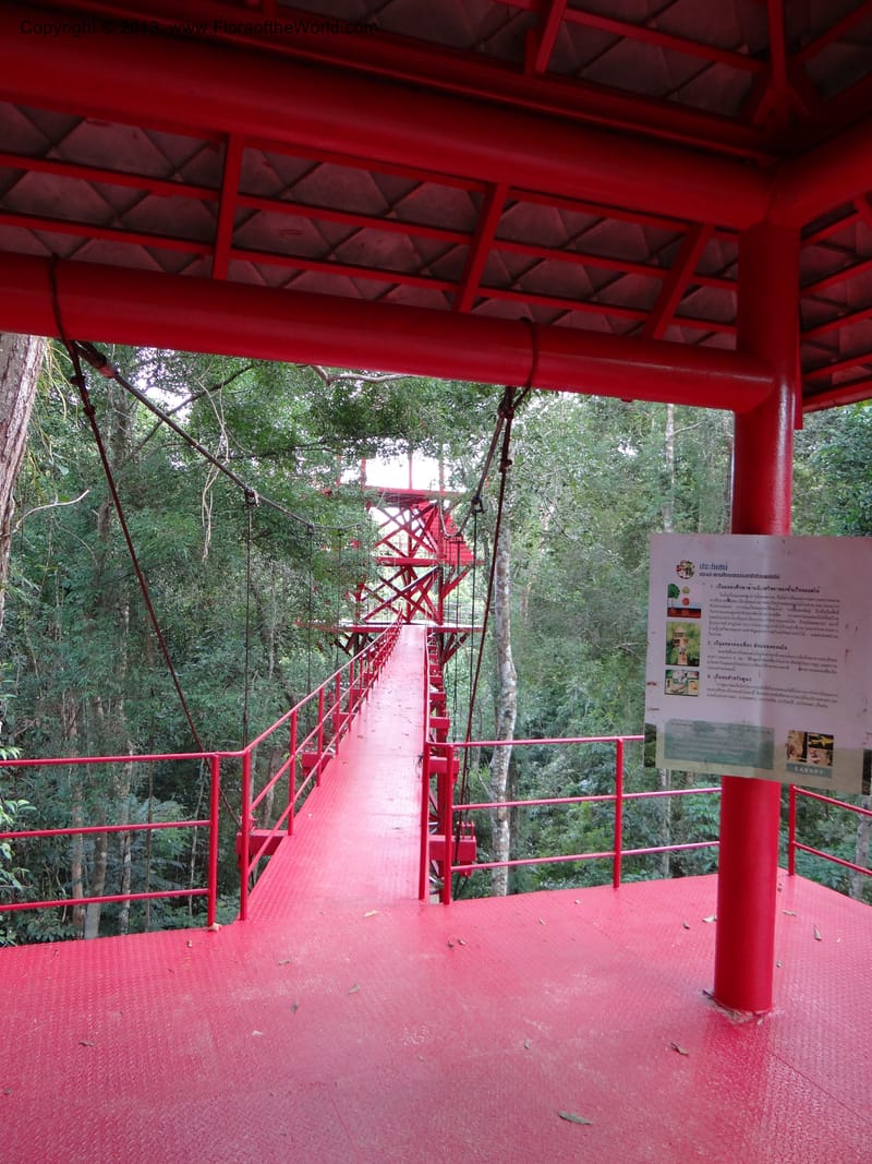 Thailand. Trang. Peninsula Bot. Gard. Thungkhai. 17 Nov 2012. DSC00231 (50).JPG