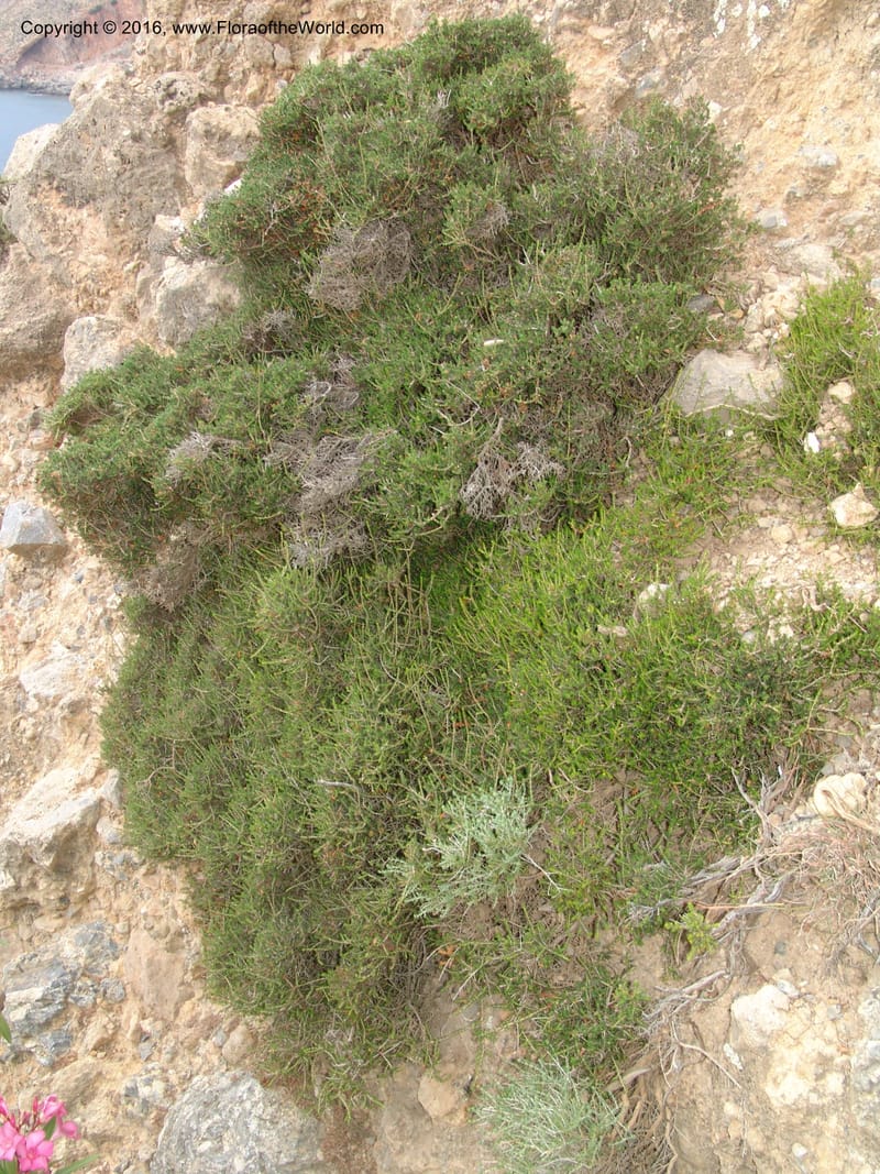 Crete. Coastal trail E of Loutro. 28 May 05. 088.jpg