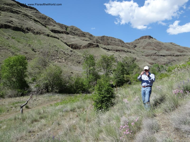 Idaho. Nez Perce Co. China Garden Cr. 6 May 2013. DSC03350 (12).JPG