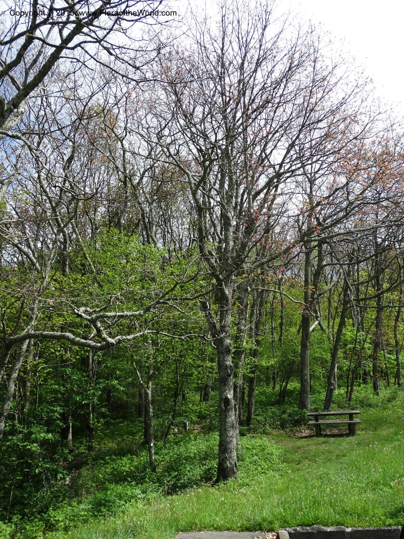 North Carolina. Haywood Co. Grassy Ridge Mine Overlook. 21 May 2015. DSC06988 (49).JPG